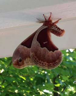 Promethea moth Photo: Ron Becker