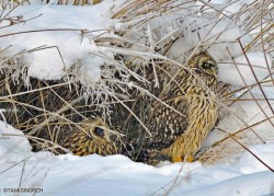 Short eared owl Photo: Tami Gingrich