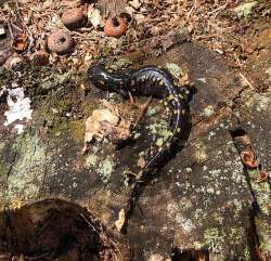 Salamander Photo: Dolores Struckhoff