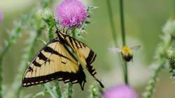 Swallowtail Photo: Erika Senglaub