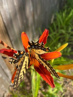 Swallowtail Photo: Karen Goulet