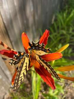 Swallowtail Photo: Karen Goulet