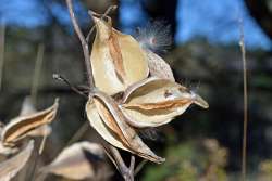 Milkweed pods Photo: Judy Sweet