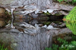 Tree Reflection Photo: Eric D'Aleo