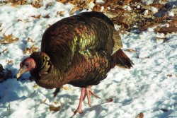 Turkey Foraging Photo: David Gomeau