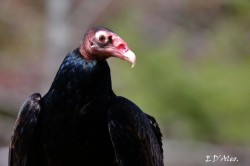 Turkey Vulture Photo: Eric D'Aleo