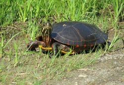 22_turtle_returns_may.jpg