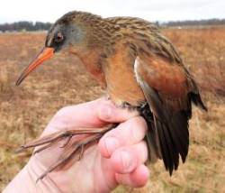 Rail Photo: Tami Gingrich