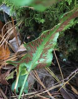 Walking fern Photo: Sharon Bombard