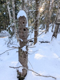 Chickadee snag Photo: Marian Waterman