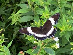 White admiral Photo: Rose Bragdon