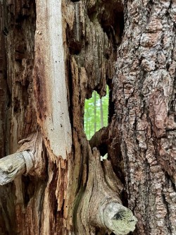 Woods Photo: Bonita Choly