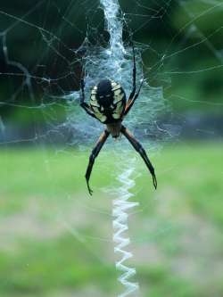 Garden spider Photo: Amy Quist