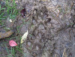 23---coyote_tracks.jpg