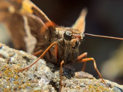 Spotted skipper Photo: Jill DeVito