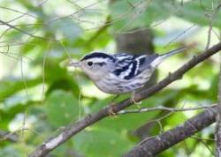 Warbler Photo: Karinne Heise