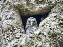 Barred owlets Photo: Karinne Heise