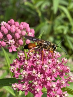 Wasp on milkweed Photo: Nancy Farwell