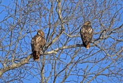 Red tailed hawks Photo: Jackie Robidoux
