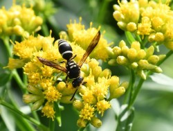 Potter wasp Photo: Liz Thompson