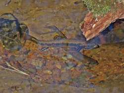 Brook trout Photo: Charlie Schwarz