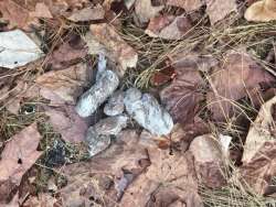 Coyote scat Photo: Alfred J. Sorensen