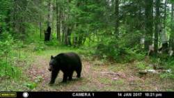 Bears Photo: Lonnie Jandreau