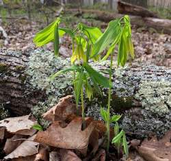 Bellwort Photo: Dawn Brooks