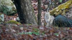 Bobcat Photo: Amy Quist