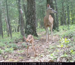 Fawn Photo: Bonnie Honaberger