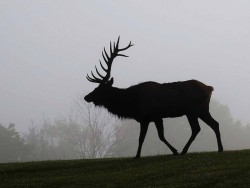 Bull Elk Photo: Charlie Schwarz