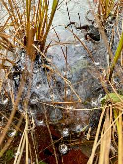 Frozen frog Photo: Mary Droege