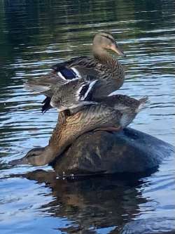 Ducks Photo: Jane Schneider