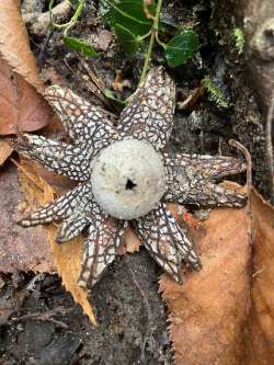 Earth star Photo: Jimmy Byun