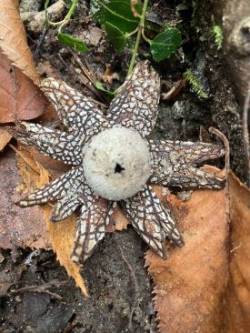 Earth star Photo: Jimmy Byun