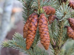 Fir Cones Photo: AM Dannis