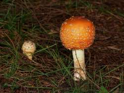 Fly amanita Photo: Charlie Schwarz