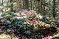 Forest floor Photo: Debra Clough