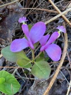 Fringed polygala Photo: Peggy Warwick