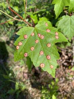 Gall midge Photo: Deborah DeSalvo