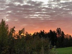 Goldenrod Sunrise Photo: Tracy Rice