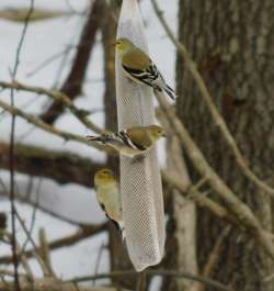 Goldfinches Photo: Bonnie Honaberger