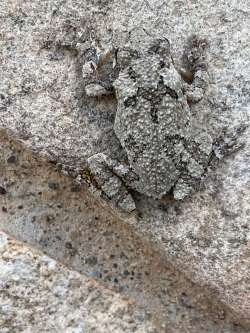 Gray tree frog Photo: Deborah DeSalvo