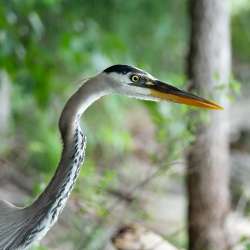 Great blue heron Photo: Amy Quist