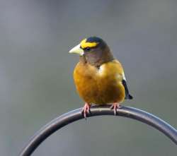 Grosbeak Photo: Cynthia Crawford