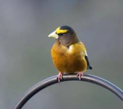 Grosbeak Photo: Cynthia Crawford