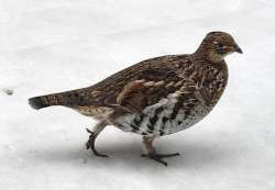 Grouse Photo: Jay Remington