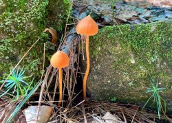 Salmon pinkgills Photo: Karinne Heise