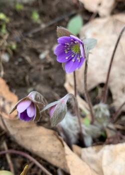Hepatica Photo: Jane Schlossberg