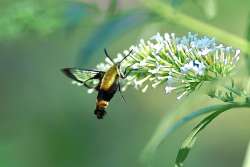 Hummingbird moth Photo: Tom Grett